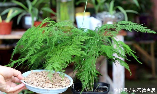 发黄干枯|天冷文竹容易黄叶,准是5个原因导致的,冬季养它要合理避免!