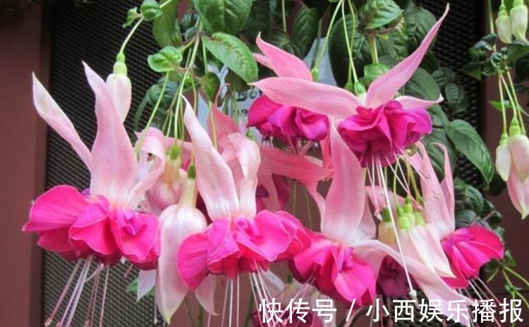 4种花很适合阳台养，花香四溢，开花旺，养100盆也不嫌多！