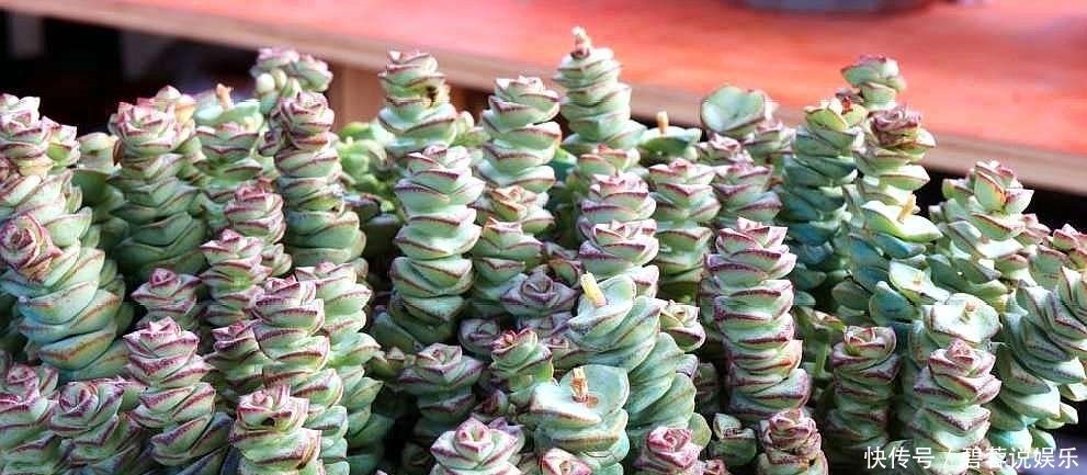 多肉|张大妈家的“多肉”又爆盆了,给看得“眼红”了