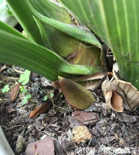 秋天养兰花,给它喂上2种“出芽肥”,新芽嗖嗖冒、年底开花多