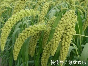 小米|爱喝小米粥的注意,小米好处多,但别和此物搭配,后悔才知道!