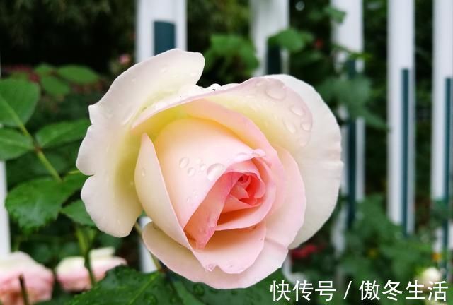 锦瑟@赏八首美到令人窒息的经典古诗词,感受最真挚的情感