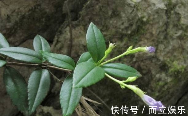 化学物质|乡下常见的一种植物，花朵紫白相间似喇叭状，是一味很好的中药