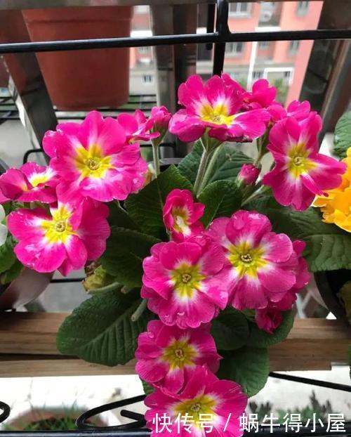 空荡荡的阳台,教你这样养盆栽花卉,随便种几盆,开成小花园!