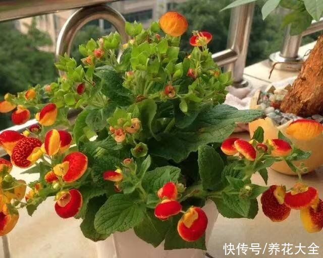 蒲包花|家里养盆“钱袋子”花,新的一年祈祷好运,招财进宝好兆头