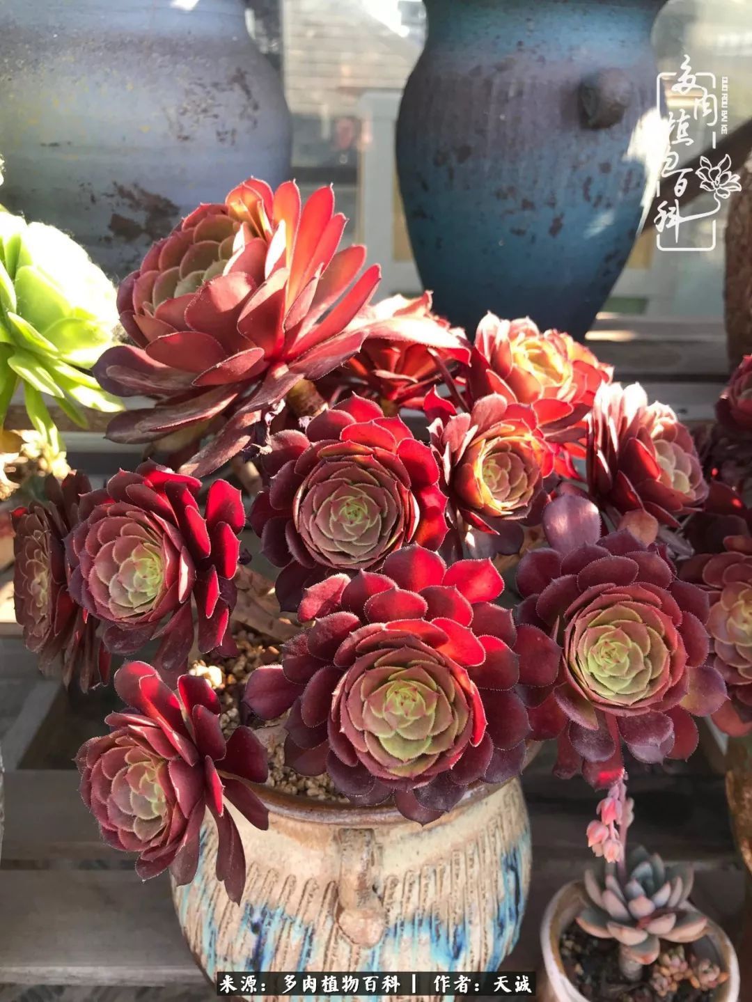 吃饱喝足，包邮区的多肉养精蓄锐准备渡劫！