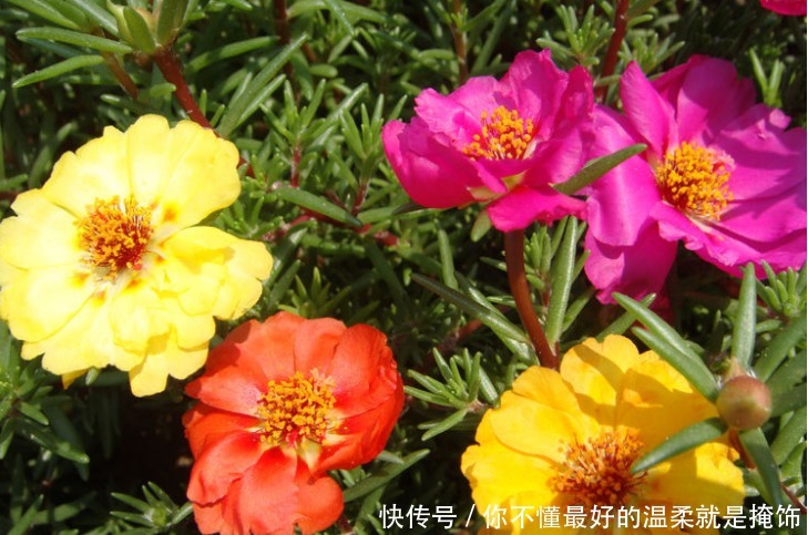 太阳花|“4种花”漂亮又好养，从春天一直开到冬天，越养越喜欢！