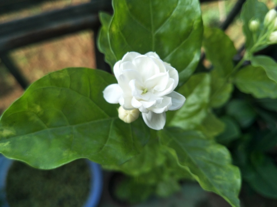 养护茉莉花,避免3个“坑”,叶片不发黄,生长旺盛,开花多