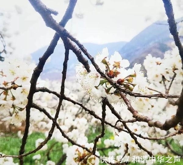 中年|春天的脚步近了，泸定的樱桃花开了，花期较短，速去！