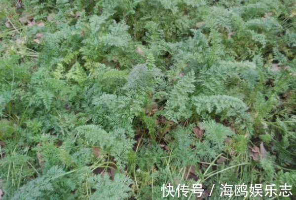 木耳菜|8种“高钙”蔬菜，菠菜不算啥，第一名钙是牛奶3倍，不要错过