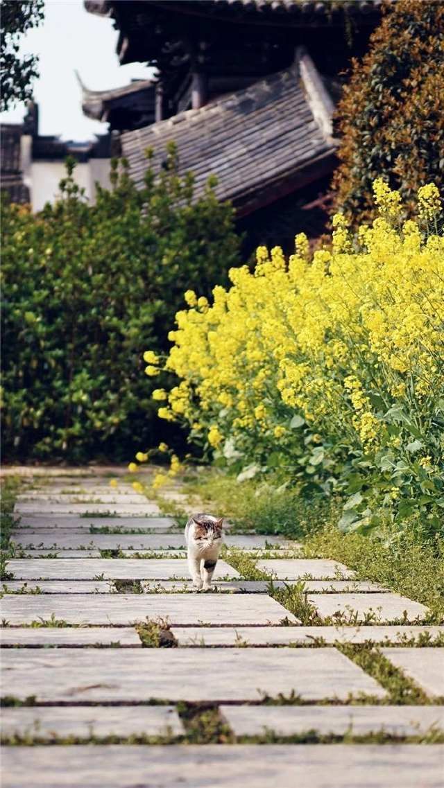 春雷始鸣,乌镇“慢直播”带你“云春游”,看小镇有多美