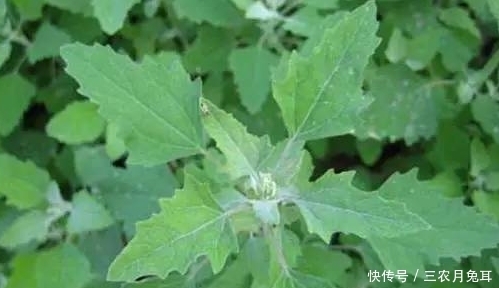 不知|农村街边常见的一种野草,不知其药用和营养价值极高,一斤卖20