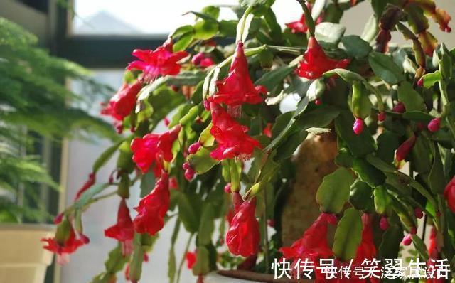 花蕾|蟹爪兰这么浇水,不仅不死,反而长的更好了