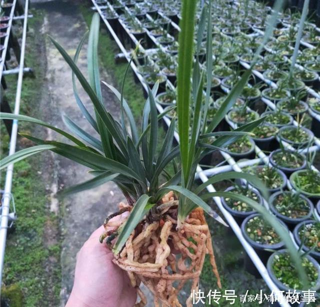 新手养兰这些兰花不能买