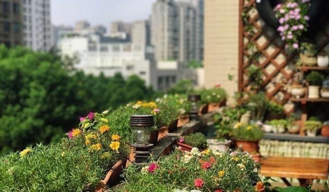 有院子一定要养“2种”花,剪1根枝条“沾土就活”,变成小花园!