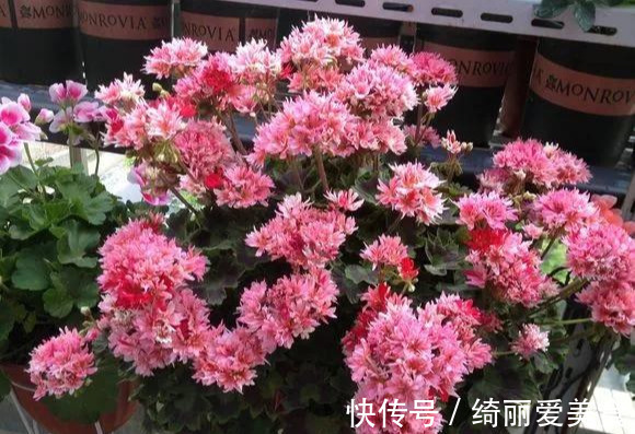 养花技巧:粗生粗养也能四季开花!少养1种都觉得亏了