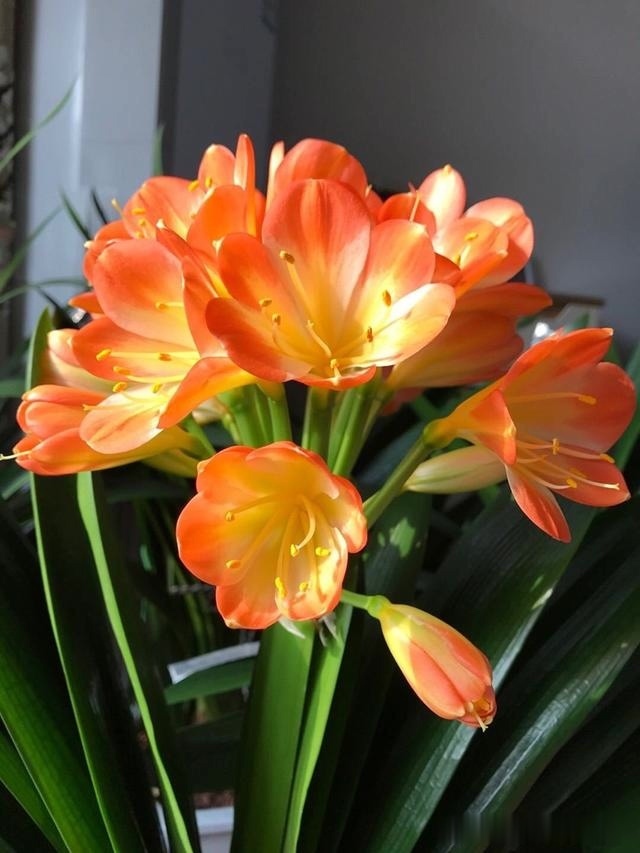 初秋给君子兰“换位置”,2种肥水轮着浇,君子兰叶片油亮爆花旺