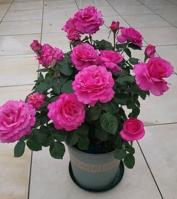 杀菌|月季得叶枯病怎么办?教你“2法”,大蒜水浇灌,快速告别叶枯病