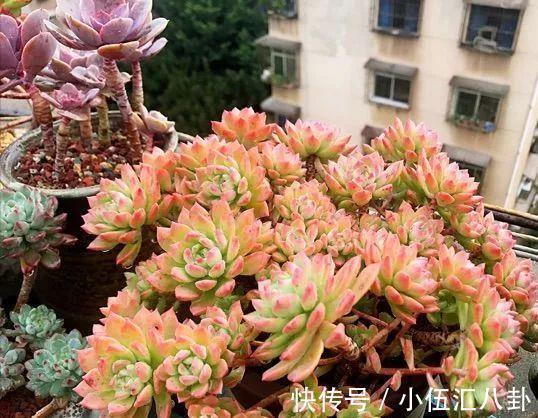 观音莲|适合新手养的“6种多肉”,耐热又不怕冷,养成老桩,又美又霸气