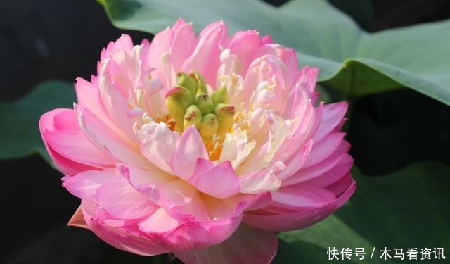 养花就养3种耐旱花，好养易活能爆盆，四季开花不断，夏天也赏花