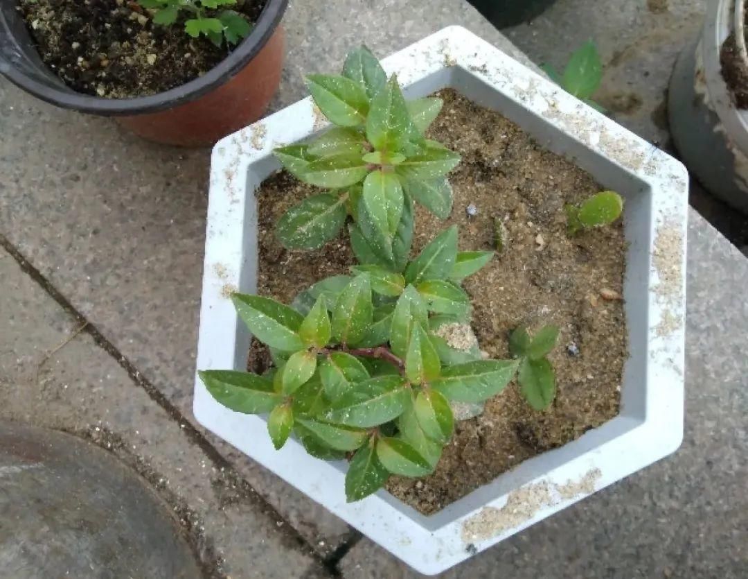 浇水|警惕秋老虎，别让你的花，度过夏天，却死在秋天