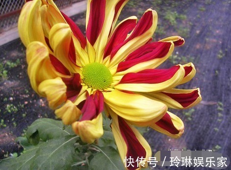 喜欢菊花，不如养盆“十大名菊”帅旗，花似统帅旗帜，霸气十足！