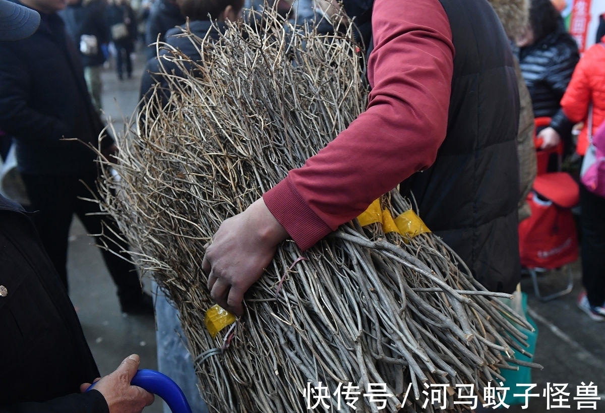 现状|它属于国家二级保护植物，市场价却贱如柴火！生存现状让人忧