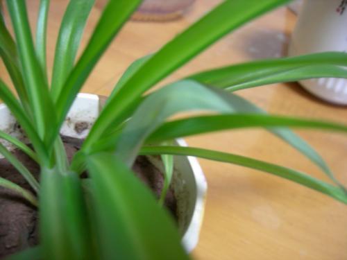 家里吊兰干尖黄叶，用这4招来改善，砰砰返青油亮亮