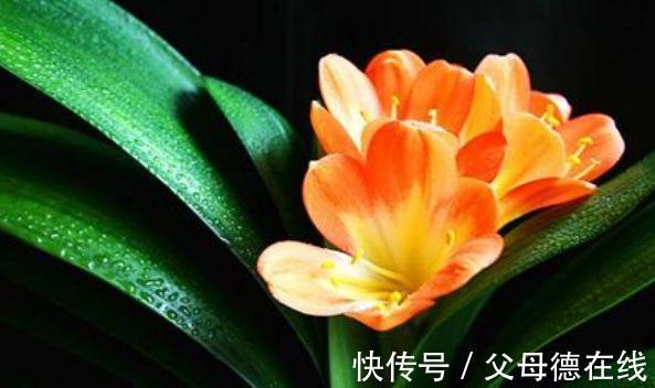 农历9月25日霜降后，养什么花？以下3种花，大吉大利大富大贵