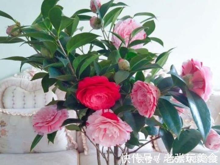 茶花|养花就养3种花，家里养一盆，开花漂亮花期长，谁养谁喜欢