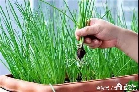 4步教你盆栽小葱,又粗又“肥硕”,不用再去菜市场买啦