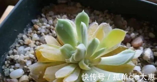 养多肉遇到这三个现象,千万别置之不理,很有可能是在像你求救