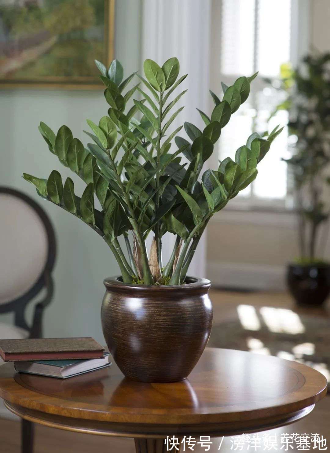 仙客来|勤养鱼,懒养花,10种要粗养才长得好的室内盆栽