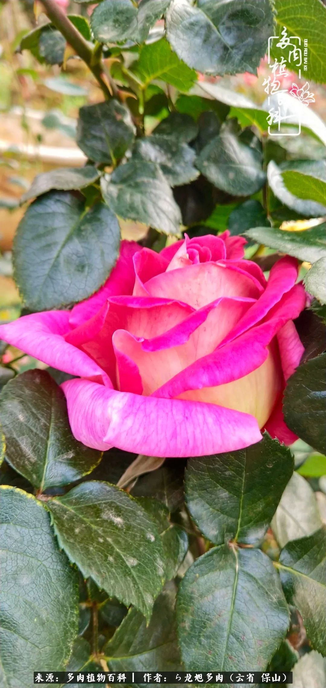 叶片|美了，美了！当秋天的风吹向你我的多肉！