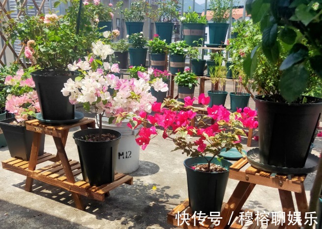 三角梅只长叶子不开花,赶紧剪一刀、虐一虐,花呼呼全开!