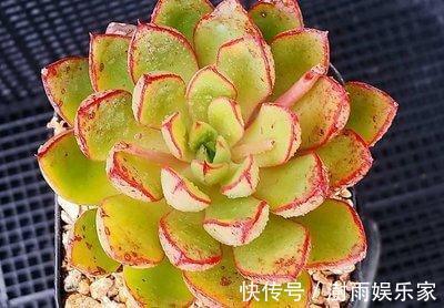 多肉植物|夏天多肉的3个“臭德行”，教你几个绝招，轻松度夏