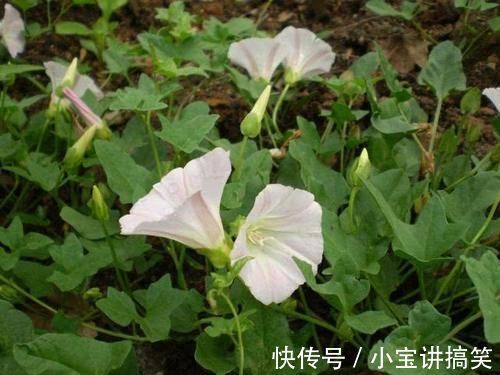 玉米田|玉米田里的“恶草”,农民见到就烦,但嫩叶却是上佳野菜,别错过