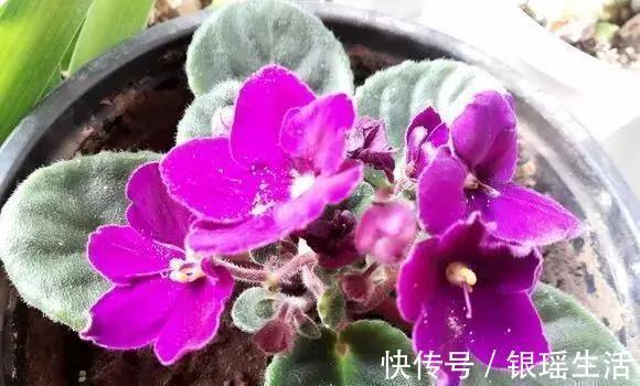 养花30年老花匠的5个“小秘方”赶紧学起来再也不怕养花出问题了