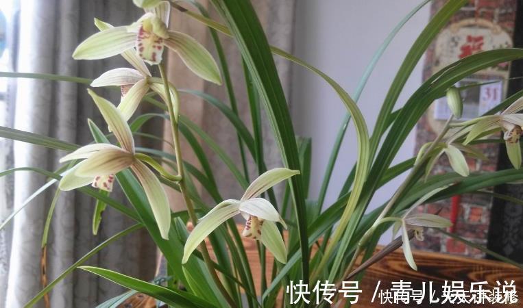 花友们|家中的兰花盆栽多年不开花,究其原因,不过是这3点没做好罢了