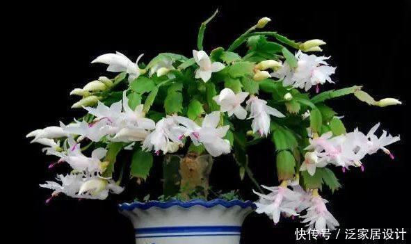 浇水量|蟹爪兰这么浇水,不仅不死,反而长的更好了