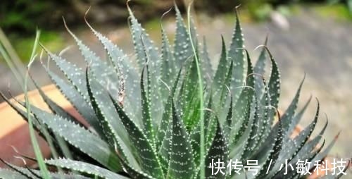 芦荟|女性养生,常吃三种食物,补充营养,延缓衰老,提高免疫力