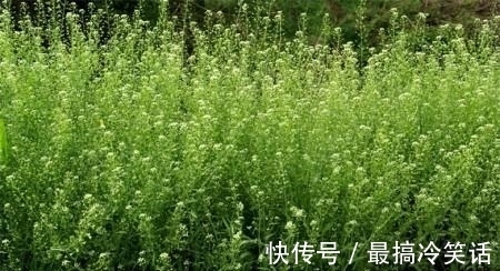 上饶@辛弃疾最著名的10首词排行,《永遇乐 京口北固亭怀古》仅列第四