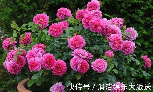 婀娜|喜欢玫瑰,不如养“珍贵玫瑰”安妮公主,丰腴婀娜,芳姿耀眼