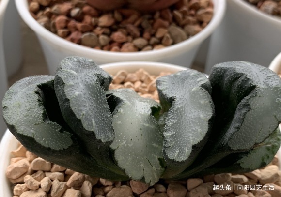 叶插多肉有“诀窍”,基质是关键,每天喷凉水,7天长出大白根