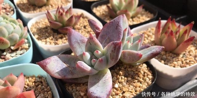 羞红|秋风轻吻,多肉,羞红了脸颊