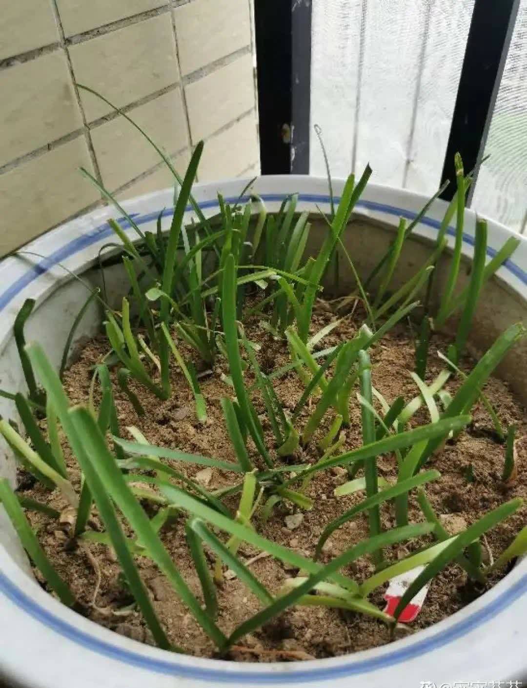 风雨兰太皮实,暴晒淋大雨,反而疯狂开花