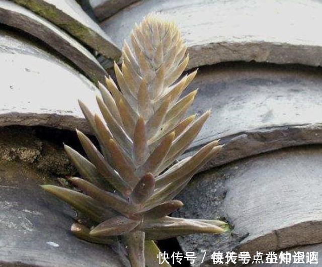 房神|几十年的老瓦房,房顶都爱长“多肉”,看见别拔了,很难得!