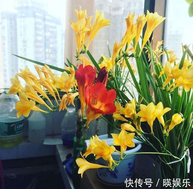 养护|以下几种花比兰花香,还适合“懒人”养殖,花开轻松“爆盆”