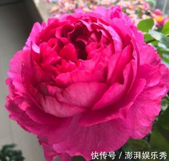 最有仙气的4种花,迷人的花朵,阵阵花香,花朵大!