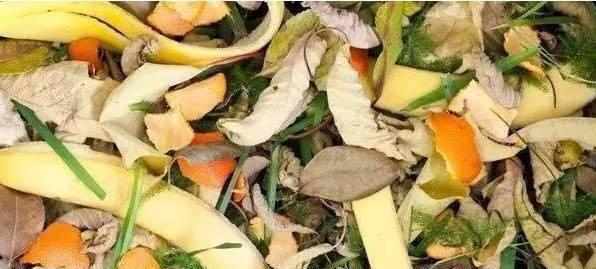 垃圾|别再买花肥了，几种垃圾用来养花，花儿疯长不停，省下一大笔钱